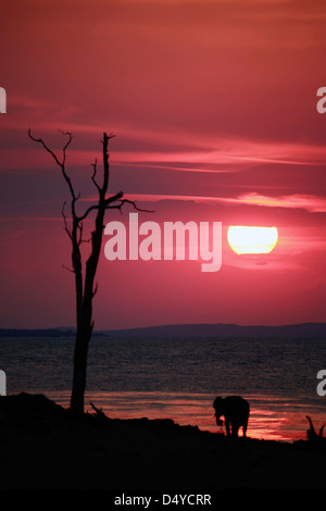Lo Zimbabwe, Bumi Hills. Il sole tramonta come un elefante solitario orologi da riva del lago Kariba. Foto Stock