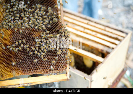 4 marzo 2013 - Cote Des Arcadins, Haiti - Marzo 4, 2013, Cote des Arcadins, Haiti - api sciamano su honeycomb come collettori rimuovere la merce a un alveare in Cote des Arcadins, Haiti. A noi a base di agenzia di sviluppo ha fornito il finanziamento per un partner locale come parte dei mezzi di sussistenza di un programma di formazione che include l'apicoltura. (Credito Immagine: © David Snyder/ZUMAPRESS.com) Foto Stock