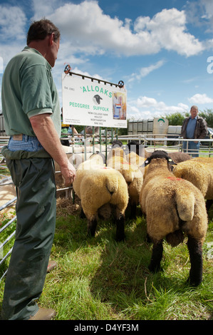 Pastore guardando Suffolk rams a Thame ovini fiera. Foto Stock