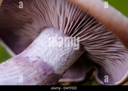 Close up di un legno Blewit (Lepista nuda) fungo Foto Stock