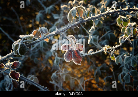 Blackberry lascia coperto di brina trasformata per forte gradiente in un inglese di siepe in inverno Foto Stock