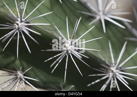 Cactus Foto Stock