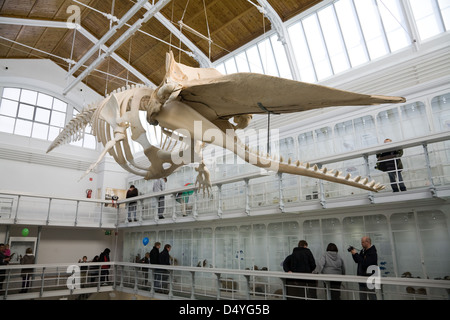 Kiel, Germania, un capodoglio nel Museo Zoologico Foto Stock