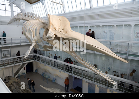 Kiel, Germania, un capodoglio nel Museo Zoologico Foto Stock