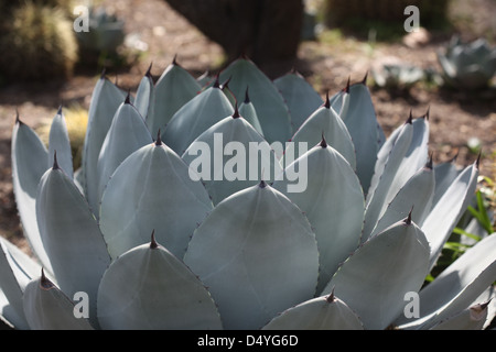 Agave parryi assomiglia ad un gigante di carciofo, e cresce molto bene in contenitori. Tollera terreni poveri e siccità, ma richiede ex Foto Stock