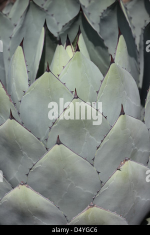 Agave parryi assomiglia ad un gigante di carciofo, e cresce molto bene in contenitori. Tollera terreni poveri e siccità, ma richiede ex Foto Stock