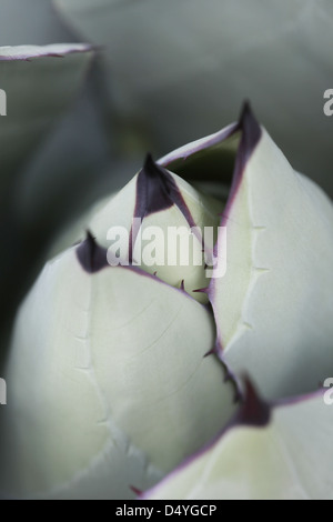 Agave parryi assomiglia ad un gigante di carciofo, e cresce molto bene in contenitori. Tollera terreni poveri e siccità, ma richiede ex Foto Stock