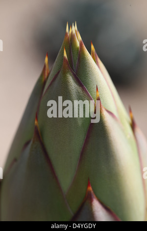 Agave parryi assomiglia ad un gigante di carciofo, e cresce molto bene in contenitori. Tollera terreni poveri e siccità, ma richiede ex Foto Stock