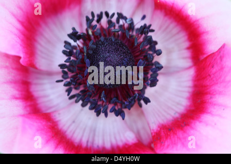 Fiore di anemone close up dettaglio Foto Stock