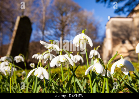 Snowdrops fiorire nella Chiesa Brathay cantiere, Ambleside, Lake District, UK. Foto Stock