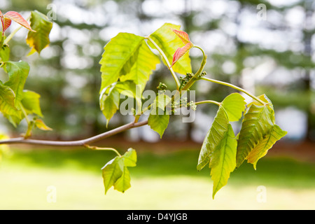 Poison Ivy (Toxicodendron radicans), è una pianta rampicante comune in Europa orientale e centrale degli Stati Uniti che può causare una eruzione cutanea sul contatto. Foto Stock