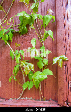 Poison Ivy (Toxicodendron radicans), è una pianta rampicante comune in Europa orientale e centrale degli Stati Uniti che può causare una eruzione cutanea sul contatto. Foto Stock