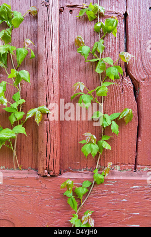 Poison Ivy (Toxicodendron radicans), è una pianta rampicante comune in Europa orientale e centrale degli Stati Uniti che può causare una eruzione cutanea sul contatto. Foto Stock