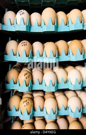Uova da un allevatore di aspettare di essere poste in un incubatore a un incubatoio in Delaware il 1 marzo 2013. Foto Stock