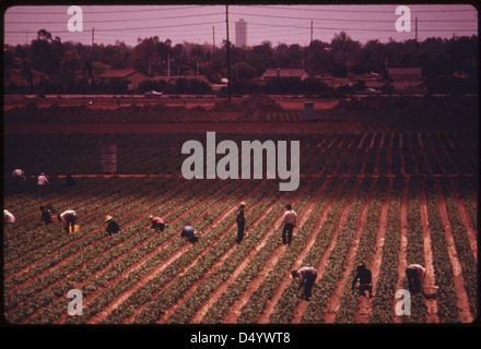 Lavoratori agricoli in uno dei pochi campi rimanenti vicino all'oceano nella crescente Orange County, California, a sud di Los Angeles, maggio 1975 Foto Stock