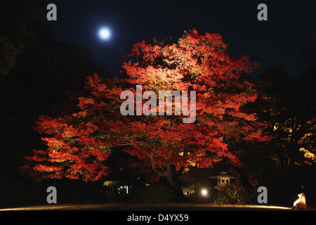 Illuminazione notturna al giardino Rikugien, Tokyo Foto Stock