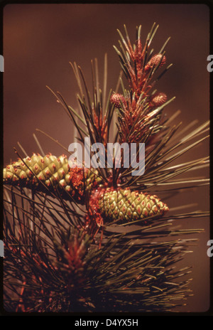 Una fotografia della vita vegetale nel Malibu Canyon, California, nel maggio 1975, che mostra la vegetazione variegata delle Santa Monica Mountains, situate sul bordo nord-occidentale della contea di Los Angeles. Foto Stock