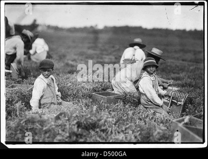 Arthur Fernande, detto 8 anni, mirtilli rossi di prelievo a mano, e fratello Charlie ha detto che lui era 9 alla raccolta con un cucchiaio. Ha detto che il lavoro da 9 fino a 5. Wareham, Massa, Settembre 1911 Foto Stock