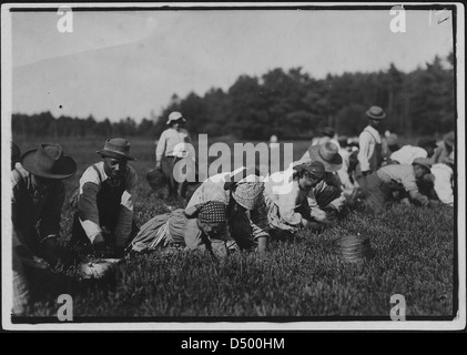 Susie Fava, picks 8 secchi al giorno. Detto vecchio di 8 anni. Ottiene 8 centesimi un secchio, Settembre 1911 Foto Stock