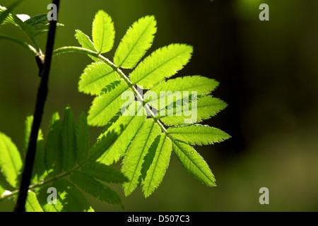 Rowan lascia nella rugiada del mattino Foto Stock