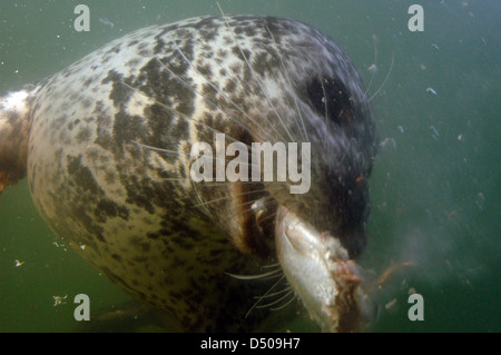 Guarnizione di tenuta del porto Phoca vitulina mangiare un pesce Foto Stock