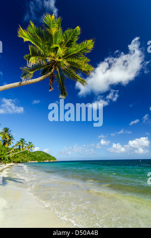 Spiaggia di sabbia bianca con un albero di palme che gravano su di esso nel Mar dei Caraibi Foto Stock