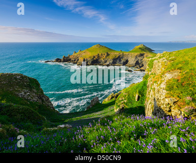 Bluebells crescendo sul Pentire promontorio che si affaccia su punto di groppe vicino a Polzeath, Cornwall, Inghilterra. Foto Stock