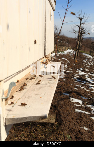 Battenti il miele europeo api (Apis mellifera) aproaching bee hive ingresso a inizio giornata di primavera. Posizione Karpaty maschio, Slovacchia. Foto Stock