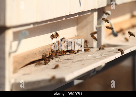 Battenti il miele europeo api (Apis mellifera) aproaching bee hive ingresso a inizio giornata di primavera. Posizione Karpaty maschio, Slovacchia. Foto Stock