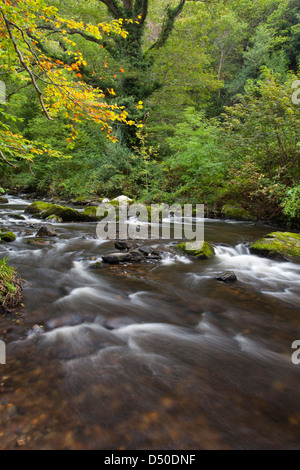 Il fiume Vartry fluente attraverso il Devil's Glen, County Wicklow, Irlanda. Foto Stock