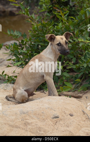 Villaggio domestico "Bush Dog' (Canis lupus familiaris). Qui in Guyana. Libera compresa cane di mongrel ancestry. Foto Stock