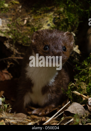 La donnola (Mustela nivalis) emergenti da mossy Albero morto Foto Stock