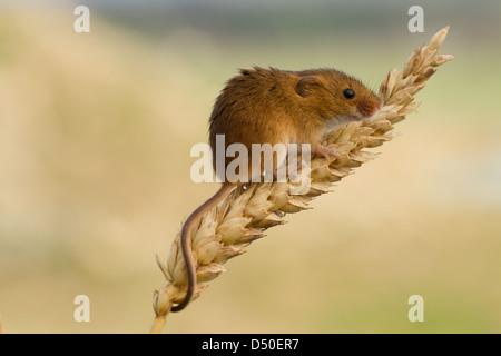 Harvest Mouse (Micromys minutus) sul chicco di grano Foto Stock