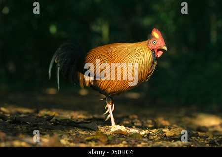 Sri Lanka Junglefowl (Gallus lafayettii) Selvatica, Sinharaja Riserva, Sri Lanka endemica Foto Stock