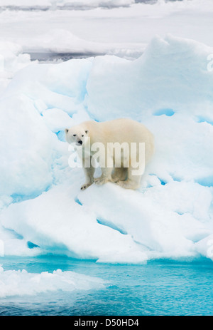 Orso polare (Ursus maritimus) sulla banchisa, Arctic selvatica Foto Stock