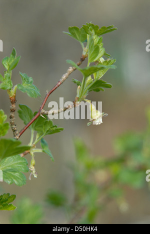 Fiore di ribes nero bud. Foto Stock