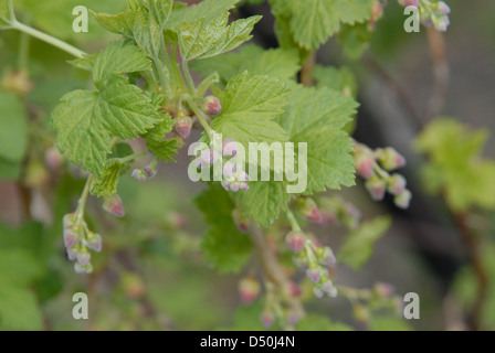 Gemme di ribes nero. Foto Stock