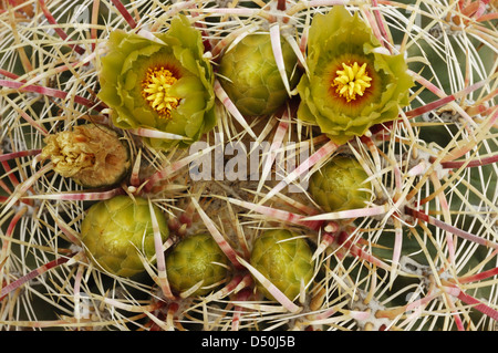 Il giallo dei fiori e boccioli sulla canna Cactus Foto Stock