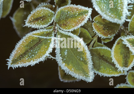 Trasformata per forte gradiente frost attorno al bordo del ligustro foglie in inverno Foto Stock