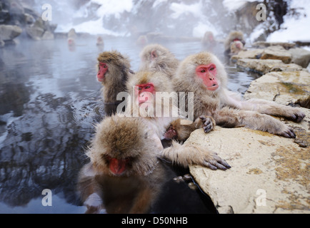Neve giapponese scimmie bagno nelle sorgenti calde a Nagano, Giappone. Foto Stock