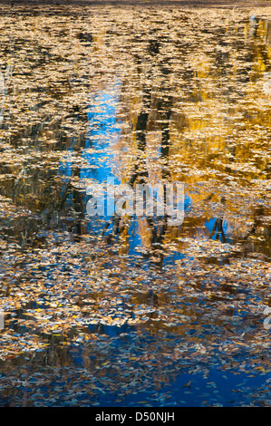 Un telecomando stagno, circondato da alberi di pioppi neri americani, molti dei quali hanno donato il loro foglie di autunno per l'acqua, riflette la caduta. Foto Stock