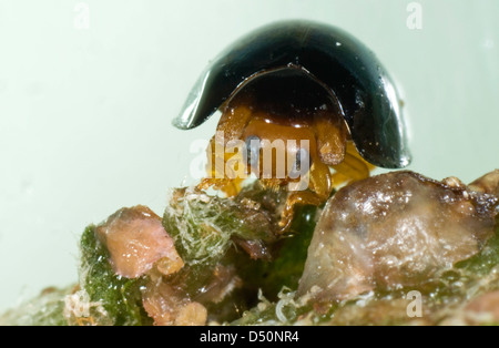 Un nero coccinella, Chilocorus nigritus, commerciale controllo biologico predator di scala degli insetti nelle colture protette Foto Stock
