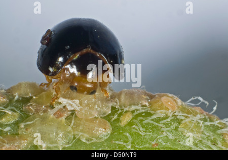 Un nero coccinella, Chilocorus nigritus, commerciale controllo biologico predator di scala degli insetti nelle colture protette Foto Stock