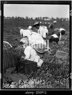 5 anno vecchio Rosie Passeralla di Philadelphia. Stata presa qui due anni. I bianchi Bog. Brown Mills, N.J, Settembre 1910 Foto Stock