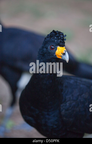 Nero Currasow Crax alector Foto Stock