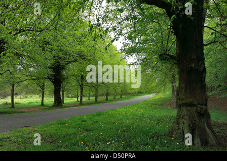 Verde primavera, comune Lime Tree Avenue (Tilia x vulgaris), Clumber Park, Nottinghamshire, Inghilterra, Regno Unito, Foto Stock