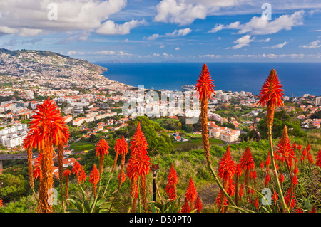 Vista su Funchal, la capitale di Madeira, la città e il porto con piante di aloe in primo piano, Portogallo, Unione Europea, Europa Foto Stock
