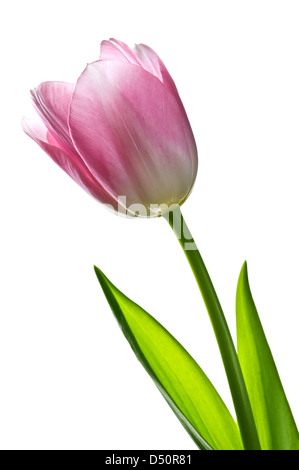 Tulip isolati su sfondo bianco Foto Stock