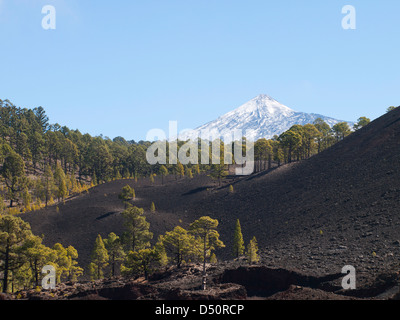 Vista del Teide con sabbia vulcanica, rocce e Canarie di alberi di pino, da un sentiero nel parco naturale in Tenerife Spagna Foto Stock