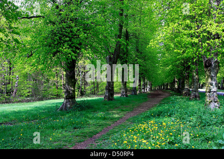 Verde primavera, comune Lime Tree Avenue (Tilia x vulgaris), Clumber Park, Nottinghamshire, Inghilterra, Regno Unito, Foto Stock